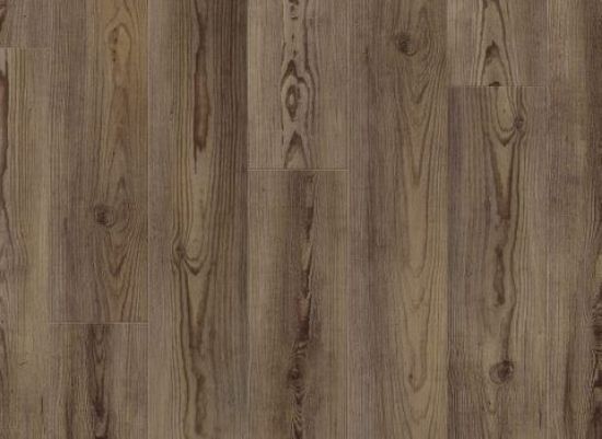 Picture of Angola Pine